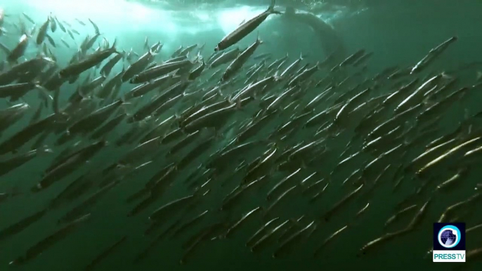 Nature: Sardines trek along the cold currents off the South Africa coast