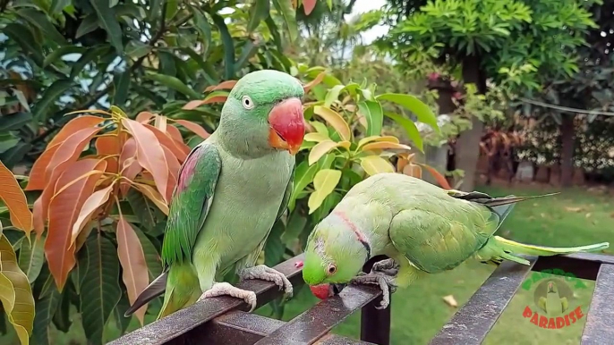 05.Funny Dancing Indian Ringneck Parrot Trim Trim- compressesd