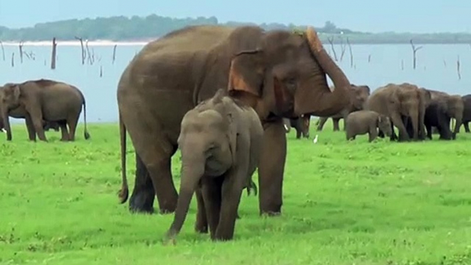 Musth beim Elephas maximus maximus