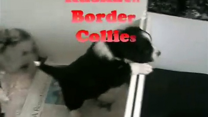 BORDER COLLIE PUPPIES