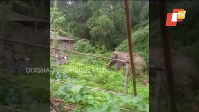 Wild Elephant Wreaks Havoc At A Village In Bhadrak