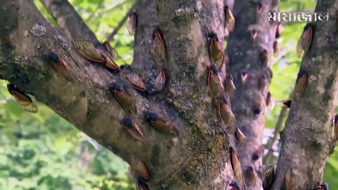 তারপর তার সাথে যা ঘটলো আপনি নিজ চোখকেও বিশ্বাস করতে পারবেন না !