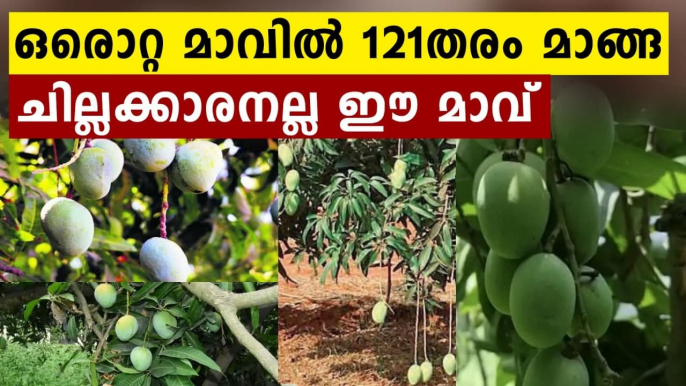 One mango tree with 121 varieties of fruit in UP's Saharanpur | Oneindia Malayalam