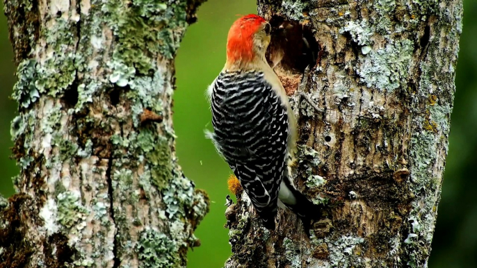 Wood Pecker❤️❤️