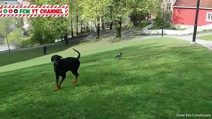 Funny DOGS BIRDS that will KILL YOUR STRESS! Funniest Pets Video