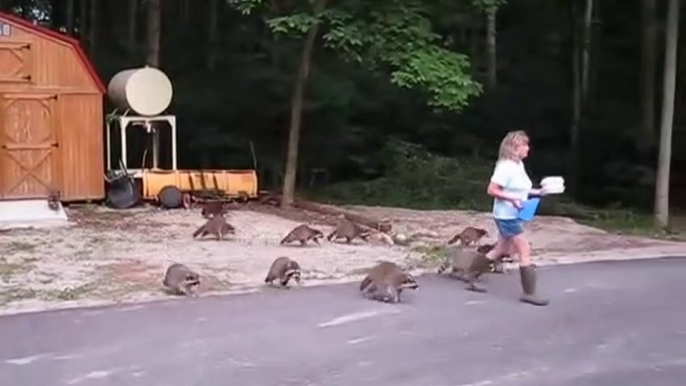 L'heure du repas pour les ratons laveurs... Trop mignon