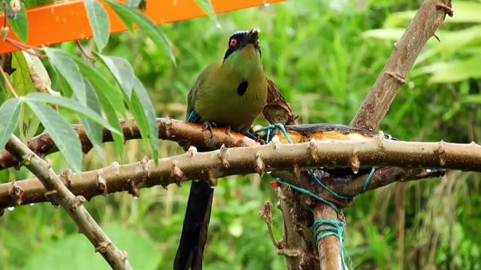 Best animal video, wildlife video, wildlife animal video, parrot funny videos, wild parrot video, funny videos, Beautiful parrot video, Amazing Birds video