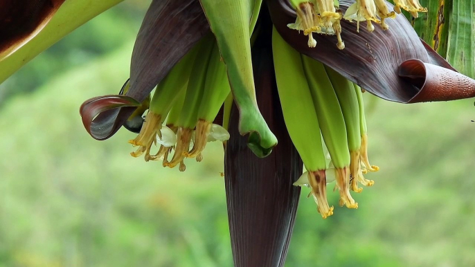 Bird Eating Banana | Banana Tree