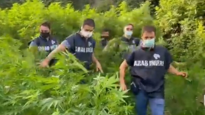 Pompei (NA) - Scoperta piantagione di marijuana vicino agli Scavi (08.07.21)