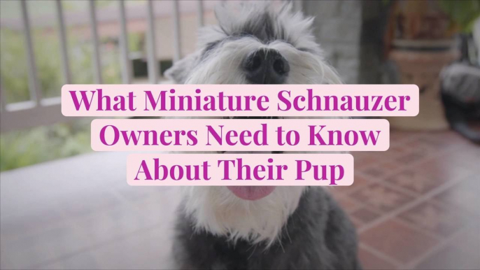 What Miniature Schnauzer Owners Need to Know About Their Pup