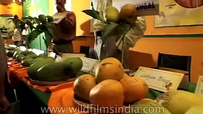 Largest varieties of mangoes in the world grown in India