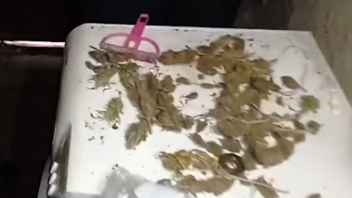 Joppolo (VV) - "Laboratorio" di marijuana in un casolare: arrestato 26enne (10.07.21)