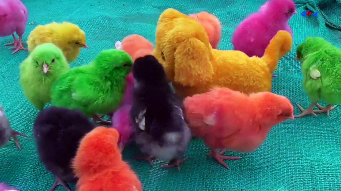 07.Comic MURGI Baby Chicks Vs Puppy Toy Hen Gallina Videos