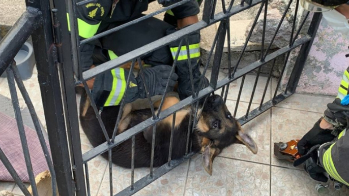 Isernia - Liberato cucciolo rimasto incastrato con la testa in un cancello (17.07.21)