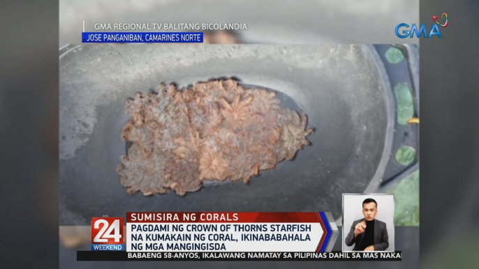 Pagdami ng Crown of Thorns starfish na kumakain ng coral, ikinababahala ng mga mangingisda | 24 Oras Weekend