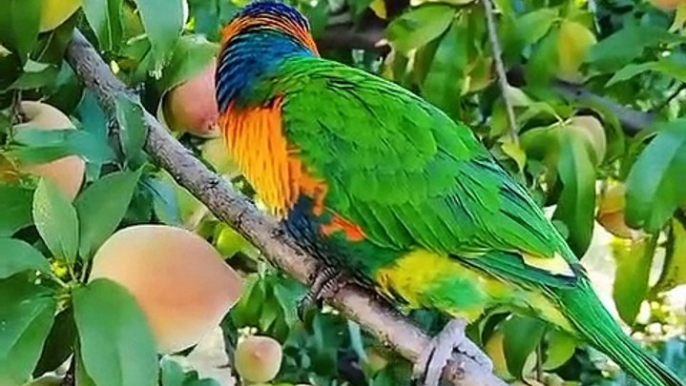 01.Our Baby Rainbow Lorikeet -compressed