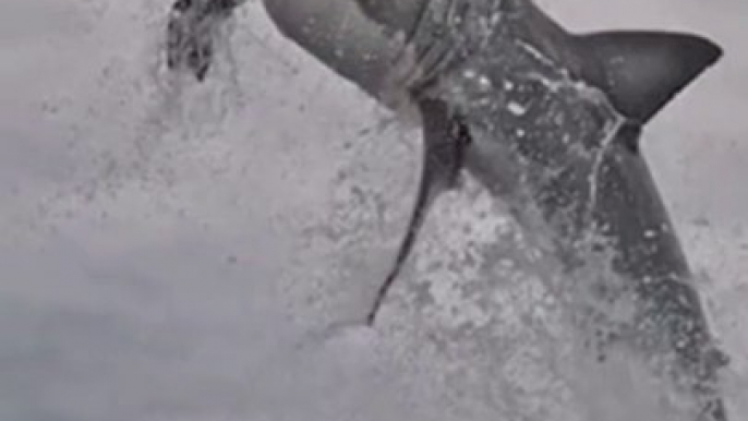 Pourquoi le requin blanc n'a pas d'égale en termes de prédation