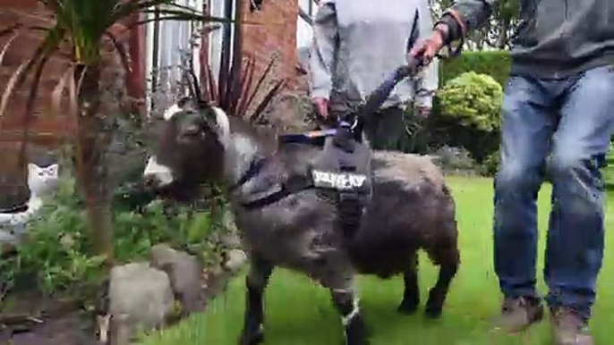 Pet goat walker safety plea to path users