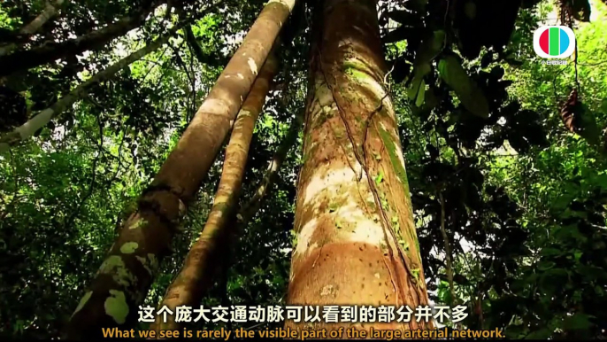 Life In A Single Tree + 一树一世界