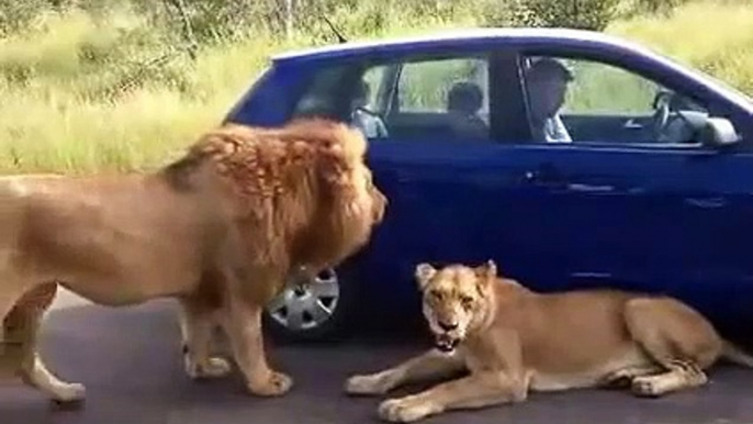 Lions roadblock stops tourist from driving off in Kruger National Park!!