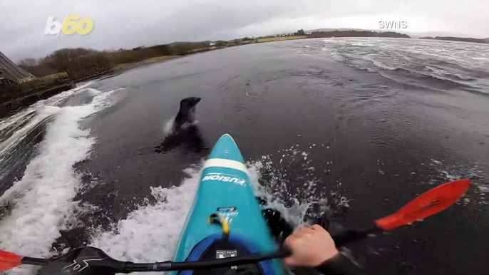 This Seal Nearly Caused This Kayaker to Flip Over!