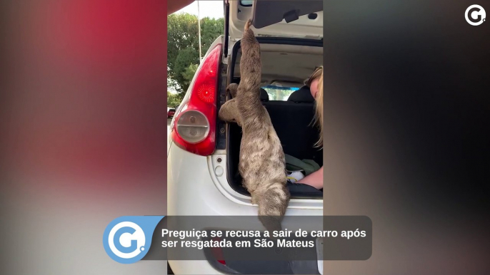 Preguiça se recusa a sair de carro após ser resgatada em São Mateus