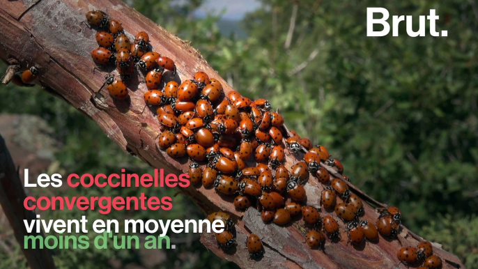 Comment se reproduisent les coccinelles convergentes