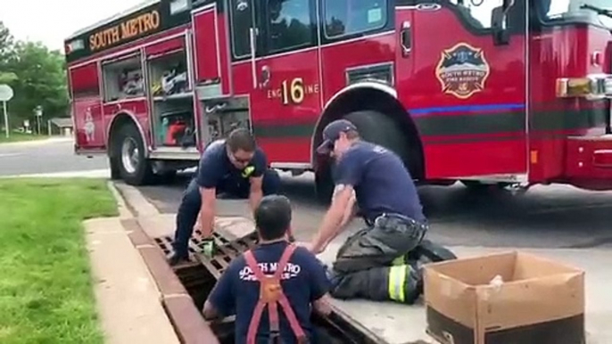 Bombeiros usam sons de patos para resgatar patinhos