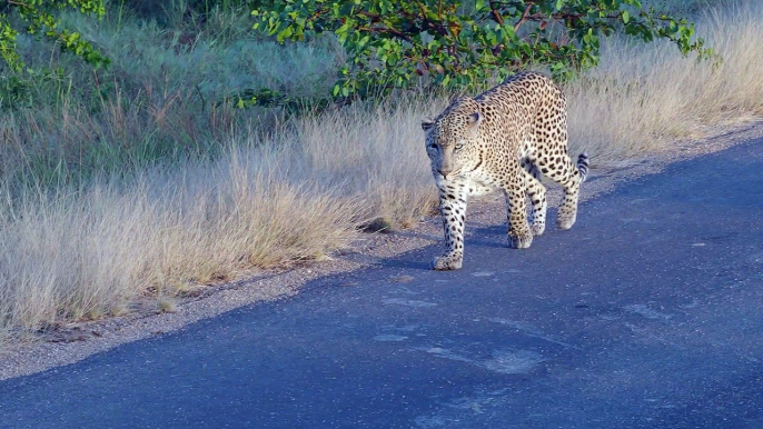 One Eye Leopard seen close to Mopani early morning drive in Kruger National Park