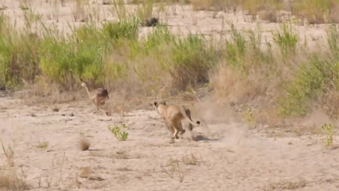 Lionesses left hungry after two Impalas outran them failed attempt. Amazing chase 13 June 2020