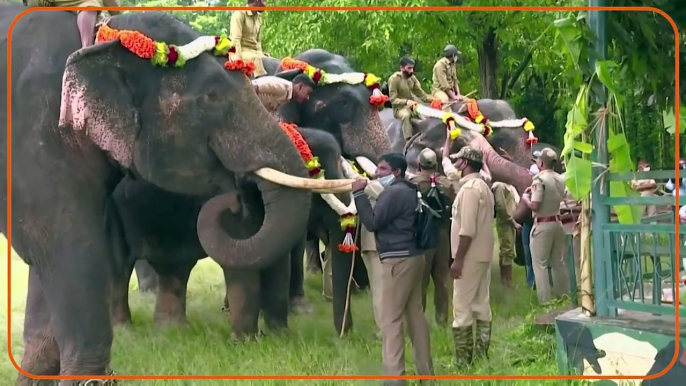 Special prayers on World Elephant Day in India