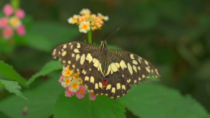 Beautiful and come colourful butterflies beautiful nature relaxing music