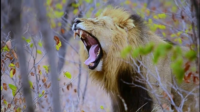 Stunning Lion sightings - Compilation by Private Kruger Safaris - seen in Kruger National Park, South Africa on safari.