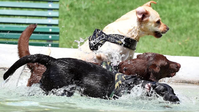 Il caldo nemico degli animali domestici