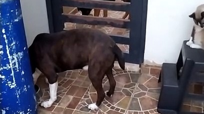 alimentando a los perros y a los gatos animales y mascotas felinos en el patio de el jardin todos son bonitos y lindos