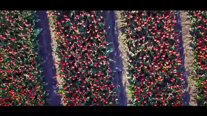 Tulips in the Netherlands - Flower Power of the Netherlands _ World Largest Tulip Garden