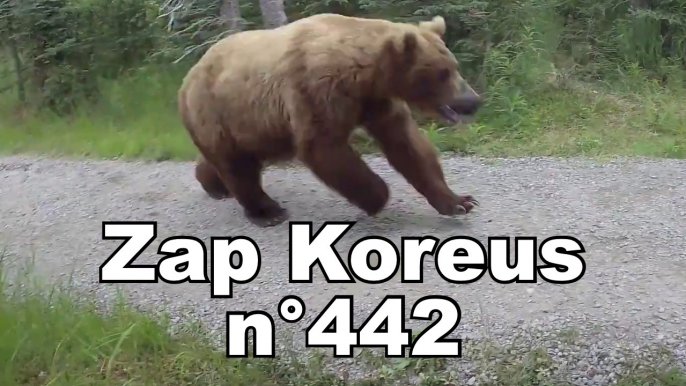 Zap Koreus n°442