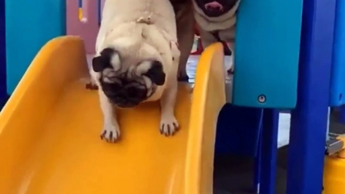 AWW SOO Cute and Funny Pug Puppies - Funniest Pug Ever #20