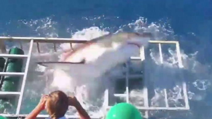 Un grand requin blanc réussit à entrer dans la cage d'un plongeur qui l'observait !