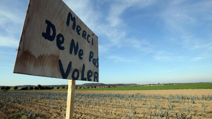 Un agriculteur surprend des voleurs de légumes dans son champs et se venge d'une façon géniale