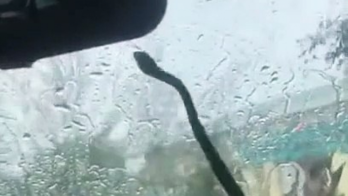 Quand un serpent joue les essuie-glaces sur ta voiture