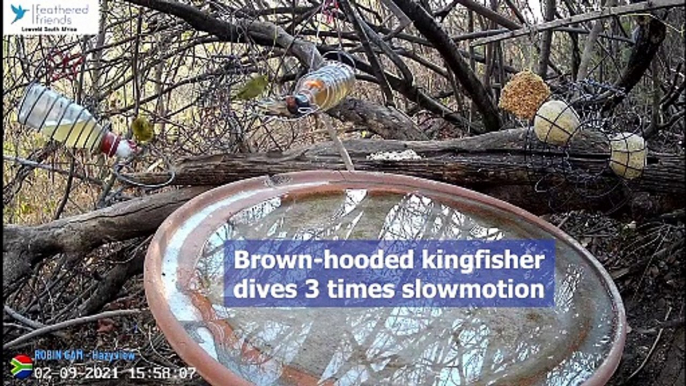 Three Slow-motion dives by a Brown-hooded kingfisher