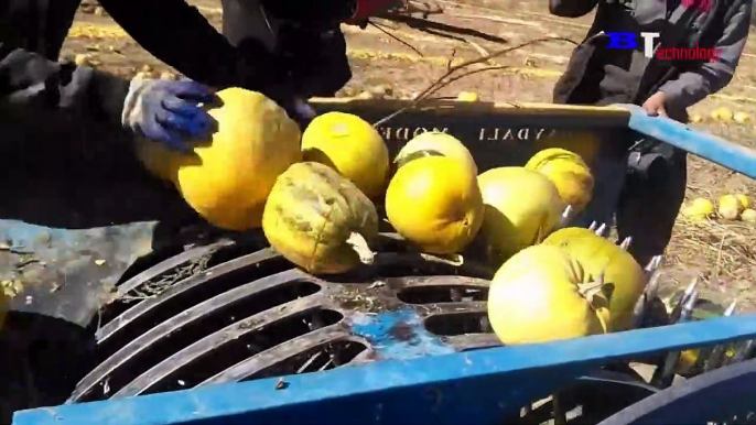 Agricultural Harvest 2021, Quirky Agricultural Harvest Machines, Harvest Pumpkins, Watermelon