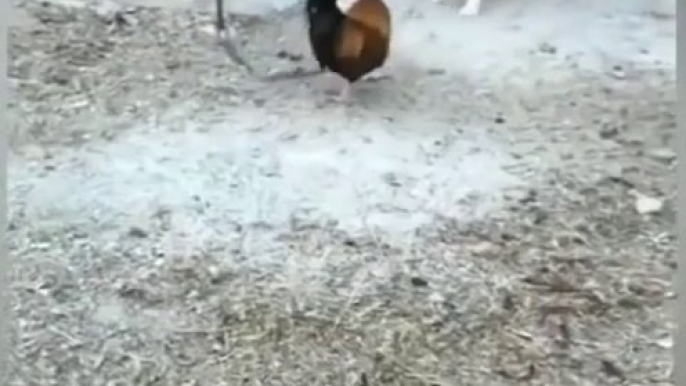 Dog and chicken fight _ cute dog funny video _ Chicken Vs Dog _ Funny Dog Fight videos #dog