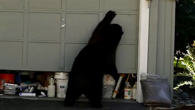 Bear Opens Garage Door