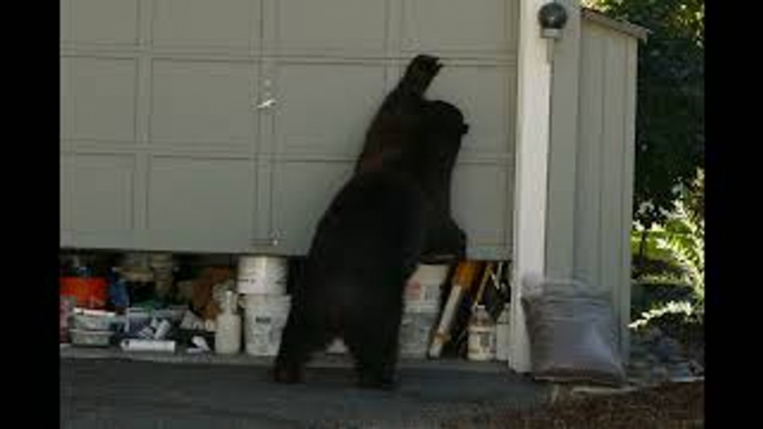 Bear Opens Garage Door