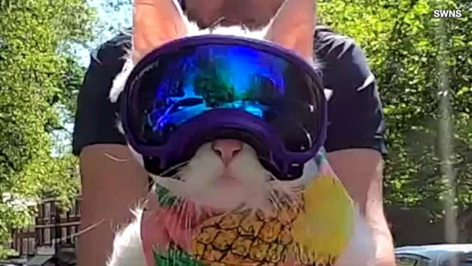This Bike Riding Kitty Has Gone Viral Cycling Around London