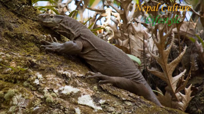 Reptiles Found In Nepal _ Reptiles Of Nepal _ Rare Reptiles In The World __HD