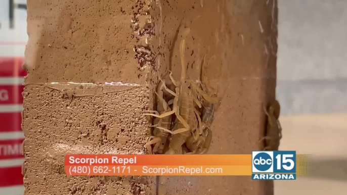 Got scorpions? Keep them away with Scorpion Repel and AVERZION!