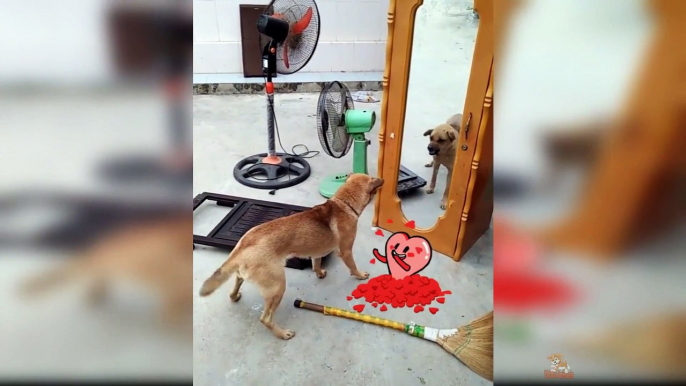 Testing Dog Reaction to Mirror - Funny Dog Mirror Reaction Compilation